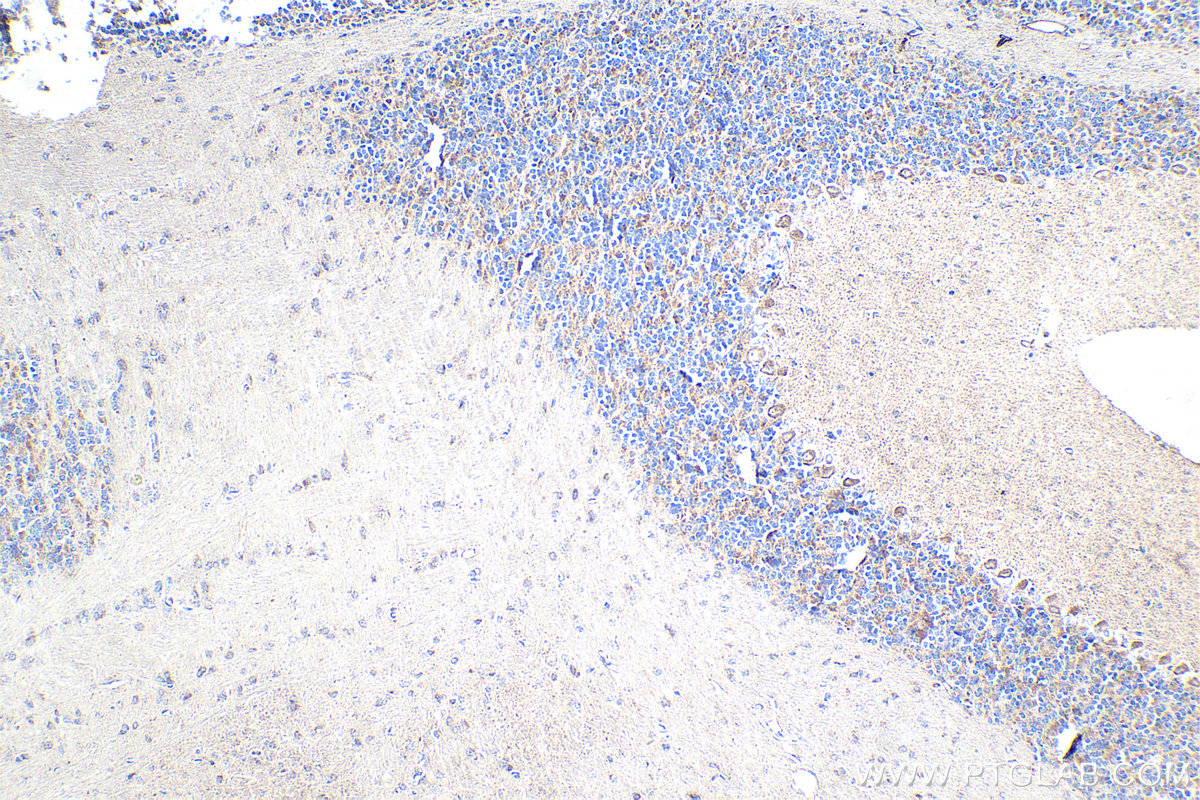 Immunohistochemistry (IHC) staining of mouse cerebellum tissue using CHCHD3 Monoclonal antibody (68259-1-Ig)