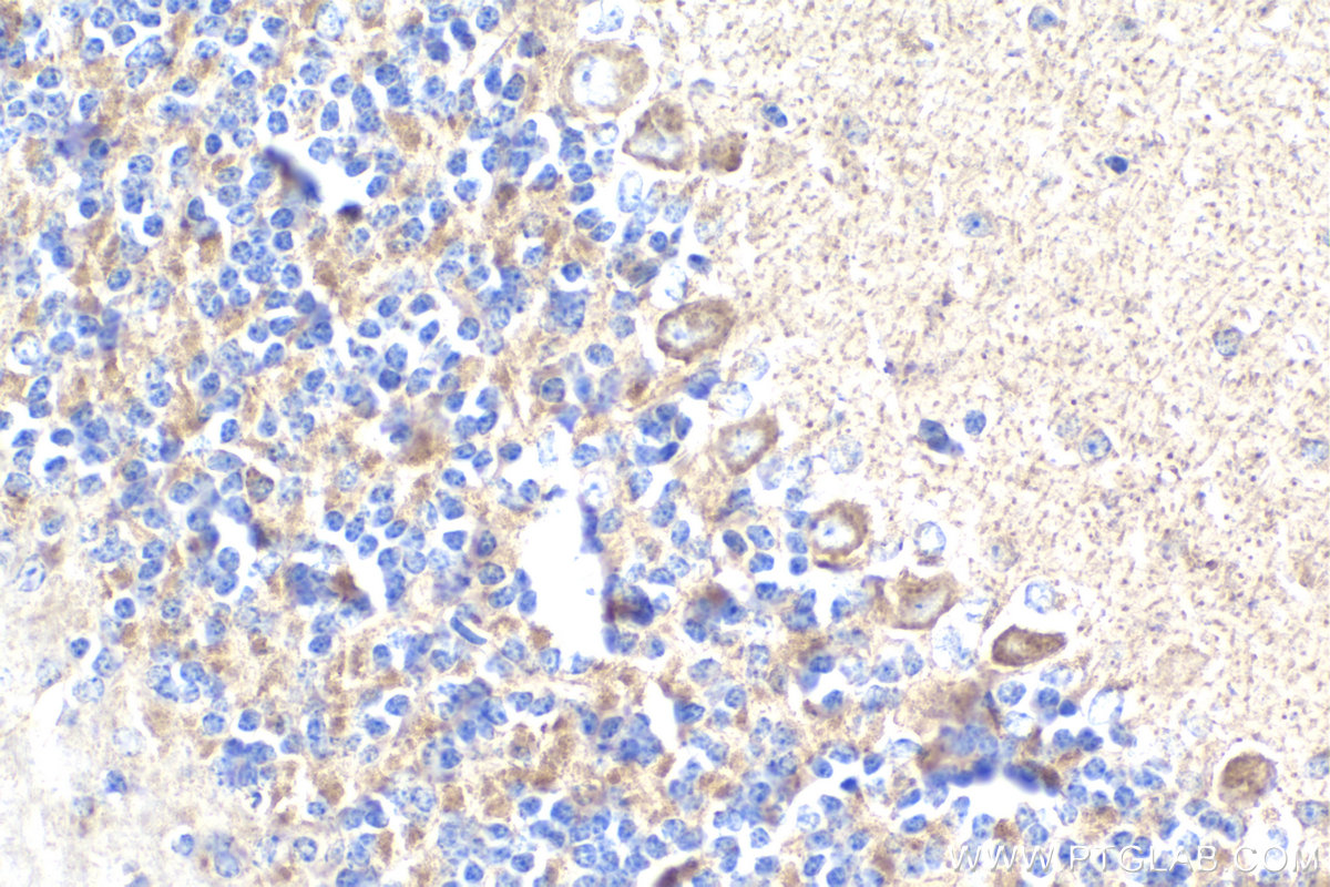 Immunohistochemistry (IHC) staining of mouse cerebellum tissue using CHCHD3 Monoclonal antibody (68259-1-Ig)