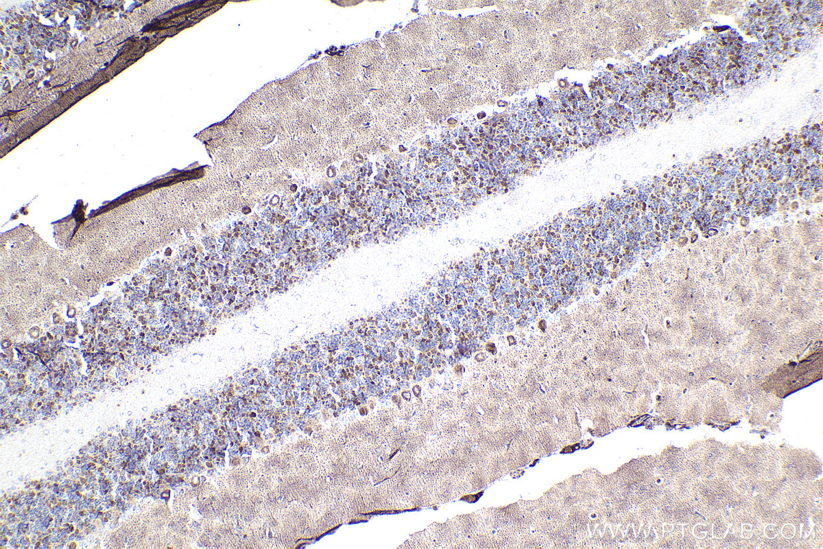 Immunohistochemistry (IHC) staining of rat cerebellum tissue using CHCHD3 Monoclonal antibody (68259-1-Ig)