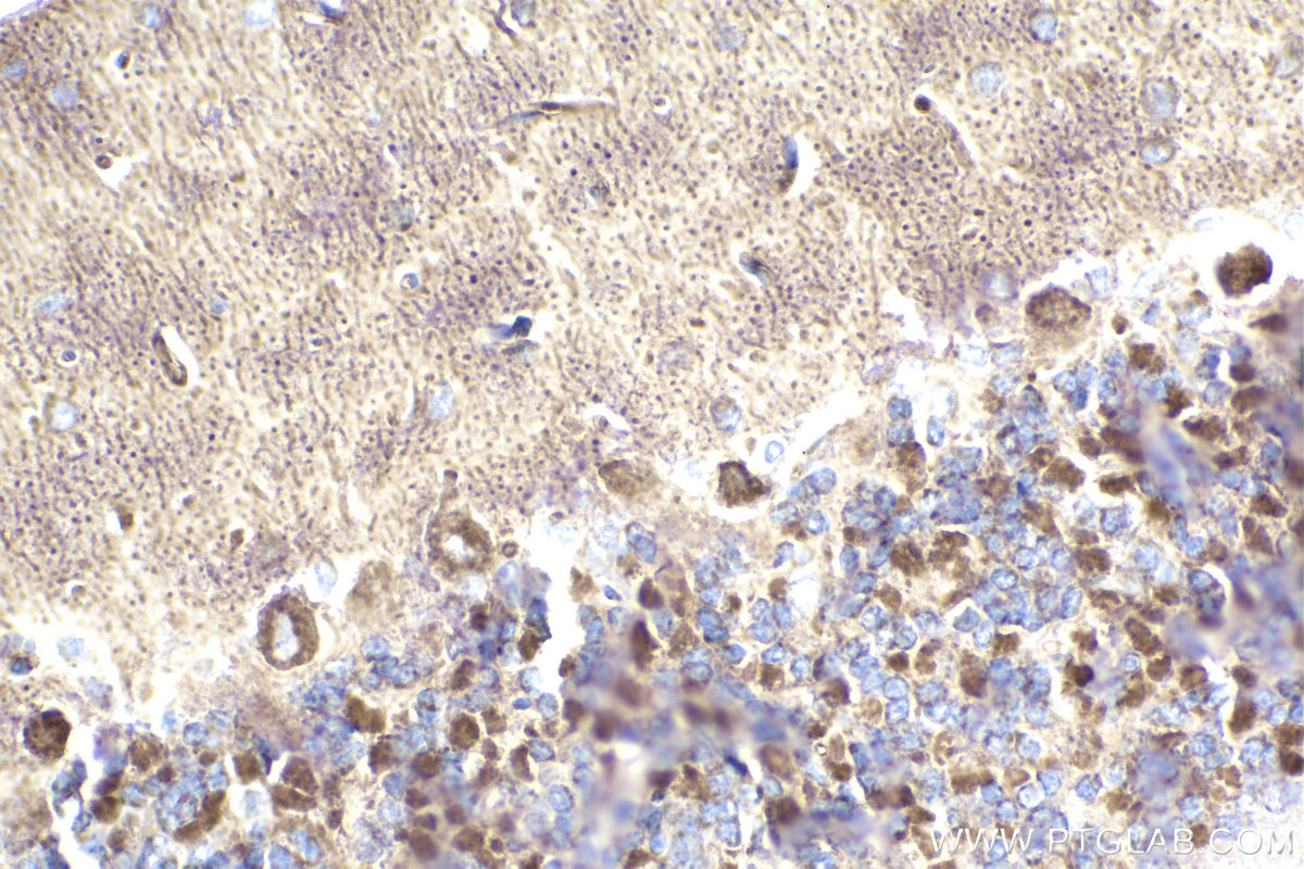 Immunohistochemistry (IHC) staining of rat cerebellum tissue using CHCHD3 Monoclonal antibody (68259-1-Ig)