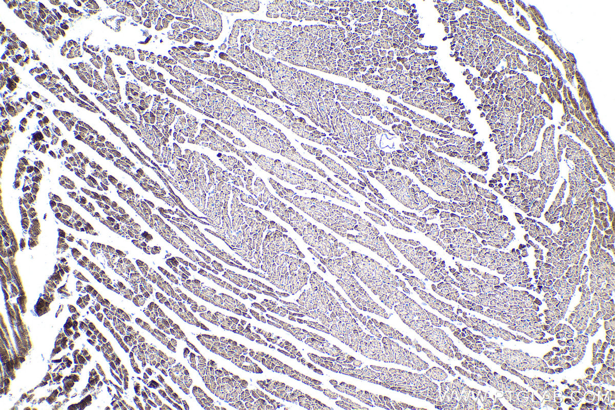 Immunohistochemistry (IHC) staining of rat heart tissue using CHCHD3 Monoclonal antibody (68259-1-Ig)