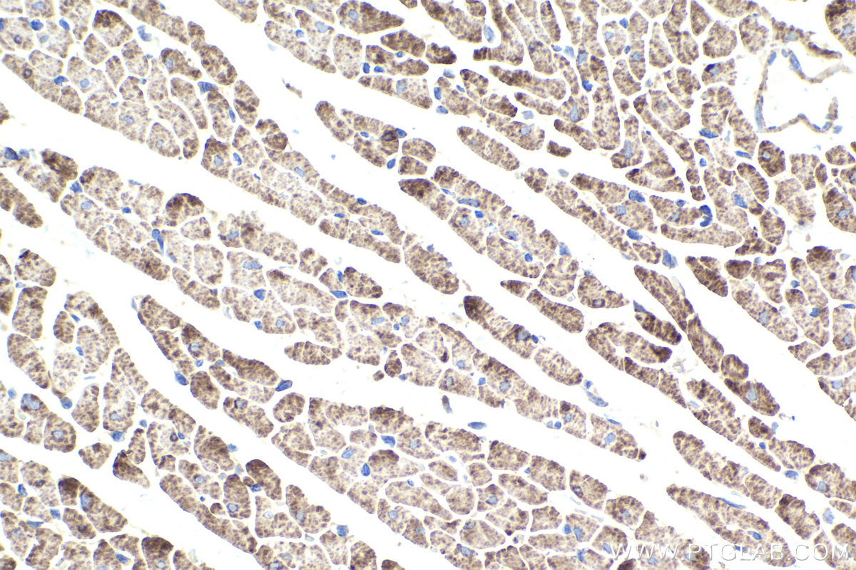 Immunohistochemistry (IHC) staining of rat heart tissue using CHCHD3 Monoclonal antibody (68259-1-Ig)