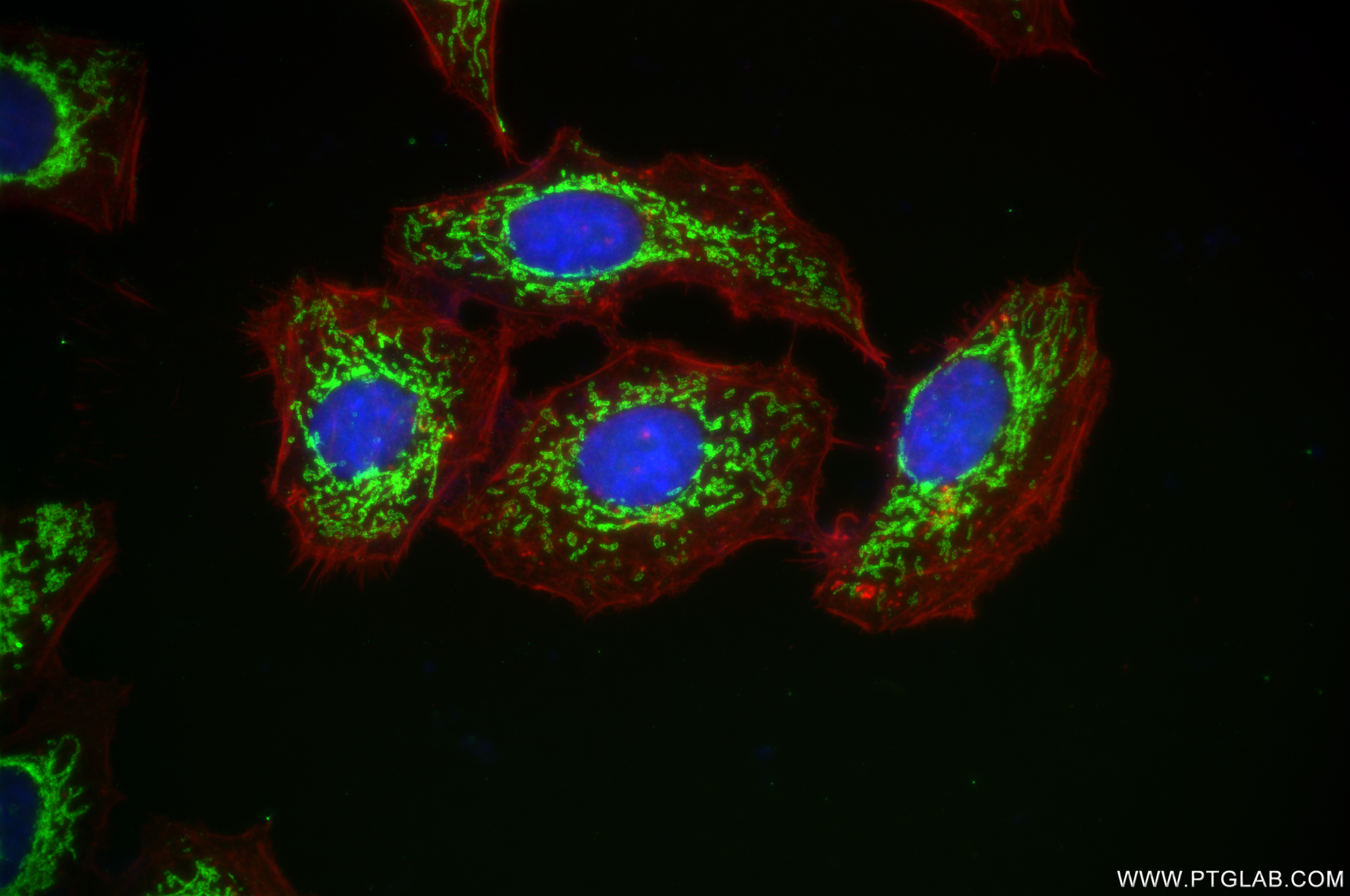 Immunofluorescence (IF) / fluorescent staining of HepG2 cells using CHCHD3 Recombinant antibody (82743-1-RR)