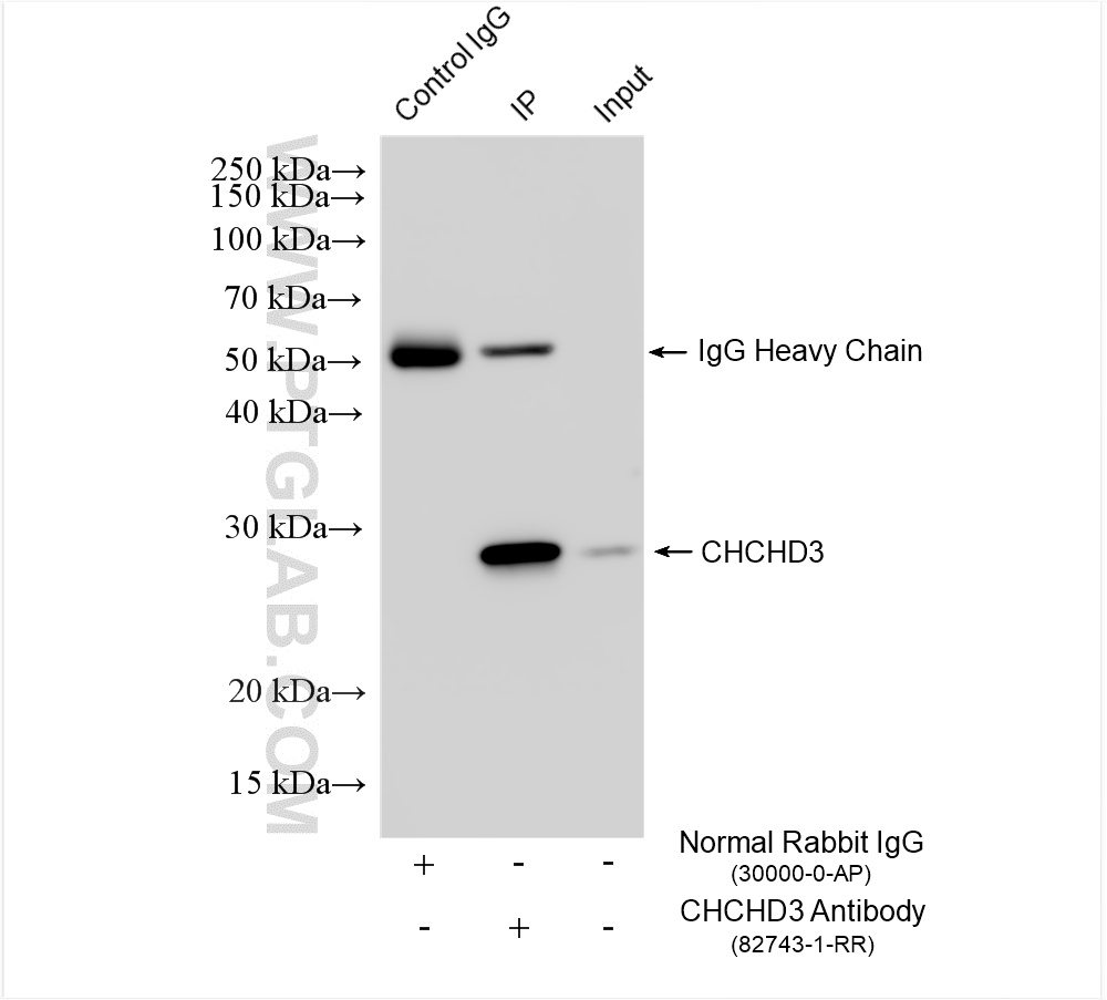 Immunoprecipitation (IP) experiment of Jurkat cells using CHCHD3 Recombinant antibody (82743-1-RR)