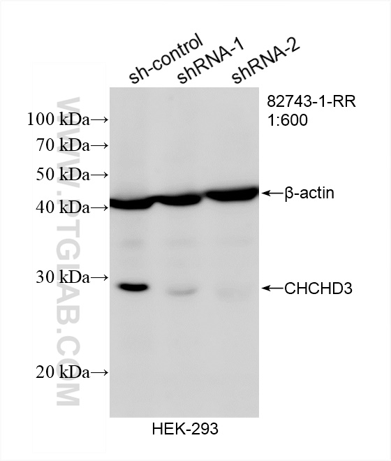 Western Blot (WB) analysis of HEK-293 cells using CHCHD3 Recombinant antibody (82743-1-RR)
