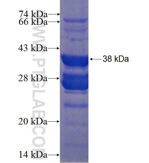 CHCHD5 fusion protein Ag22503 SDS-PAGE