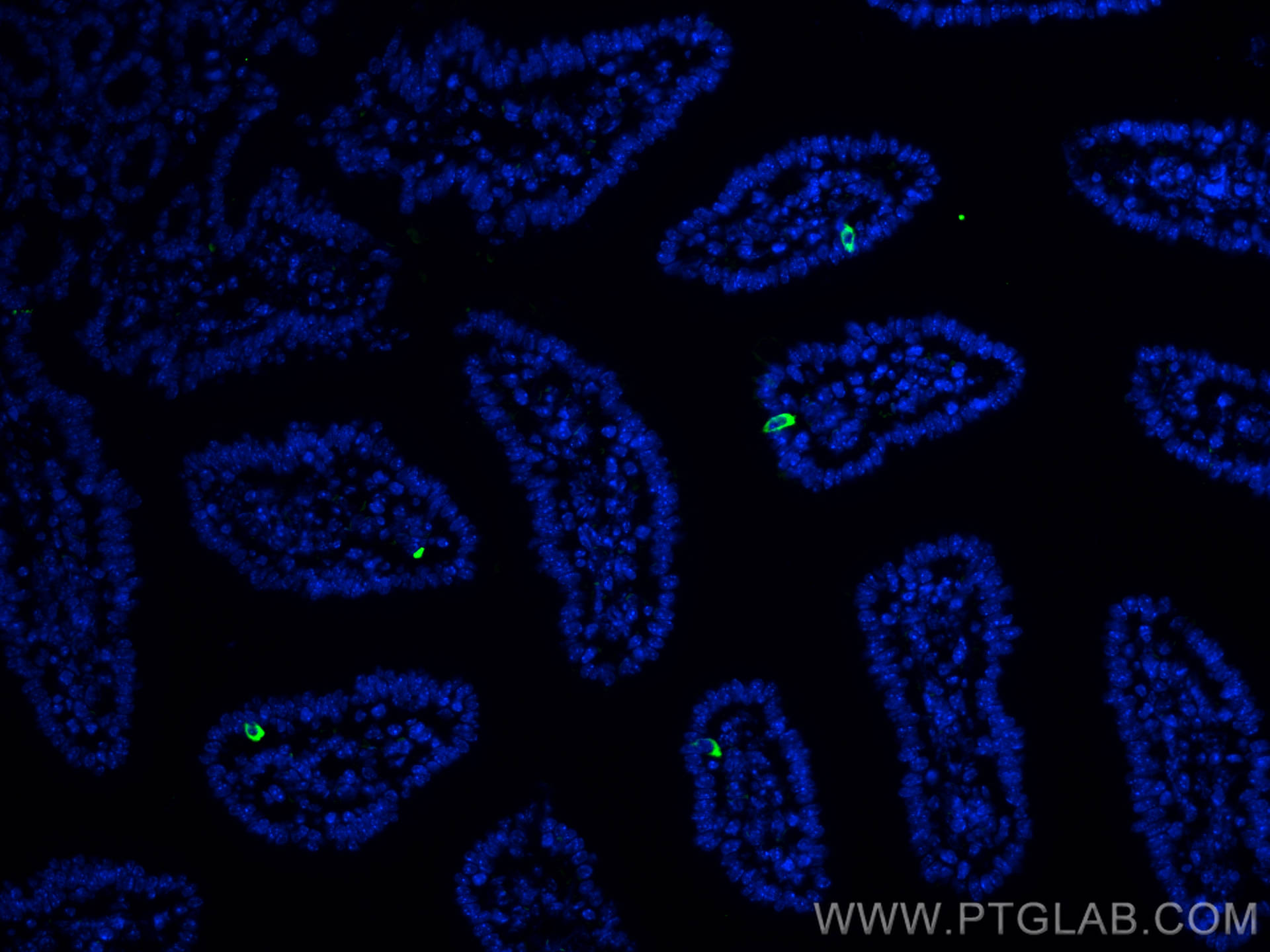 Immunofluorescence (IF) / fluorescent staining of mouse small intestine tissue using Chromogranin A Polyclonal antibody (10529-1-AP)