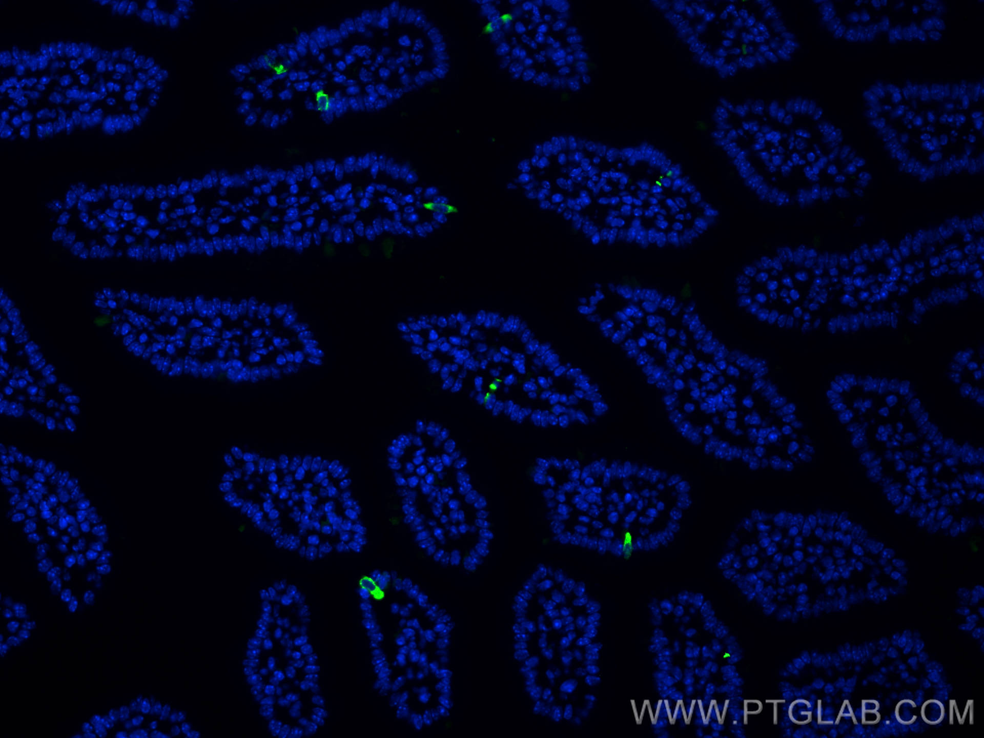 Immunofluorescence (IF) / fluorescent staining of mouse small intestine tissue using Chromogranin A Polyclonal antibody (23342-1-AP)