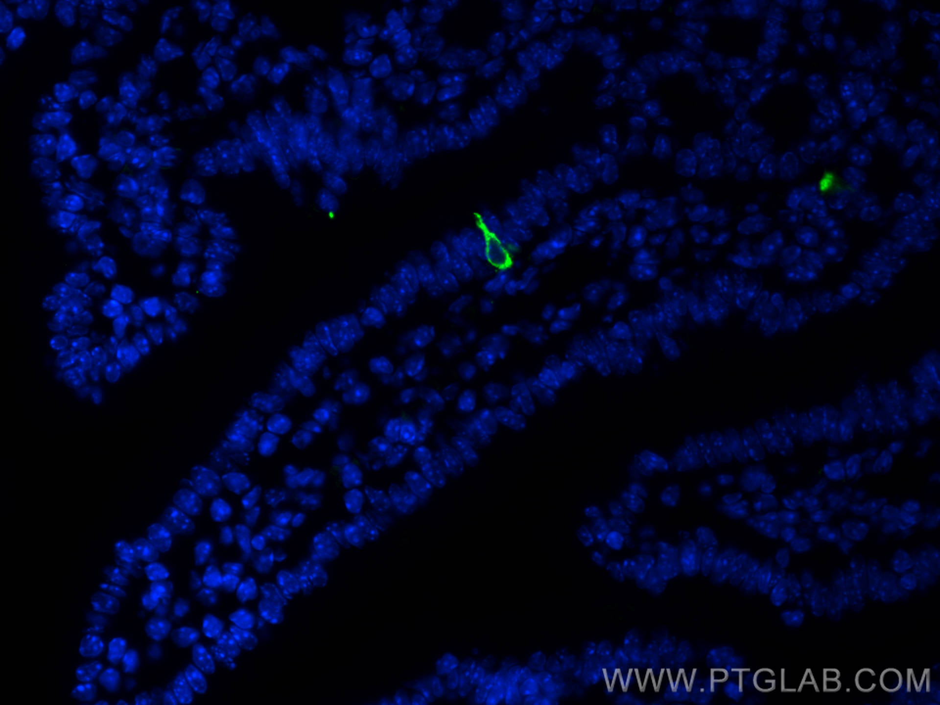 Immunofluorescence (IF) / fluorescent staining of mouse small intestine tissue using Chromogranin A Polyclonal antibody (23342-1-AP)