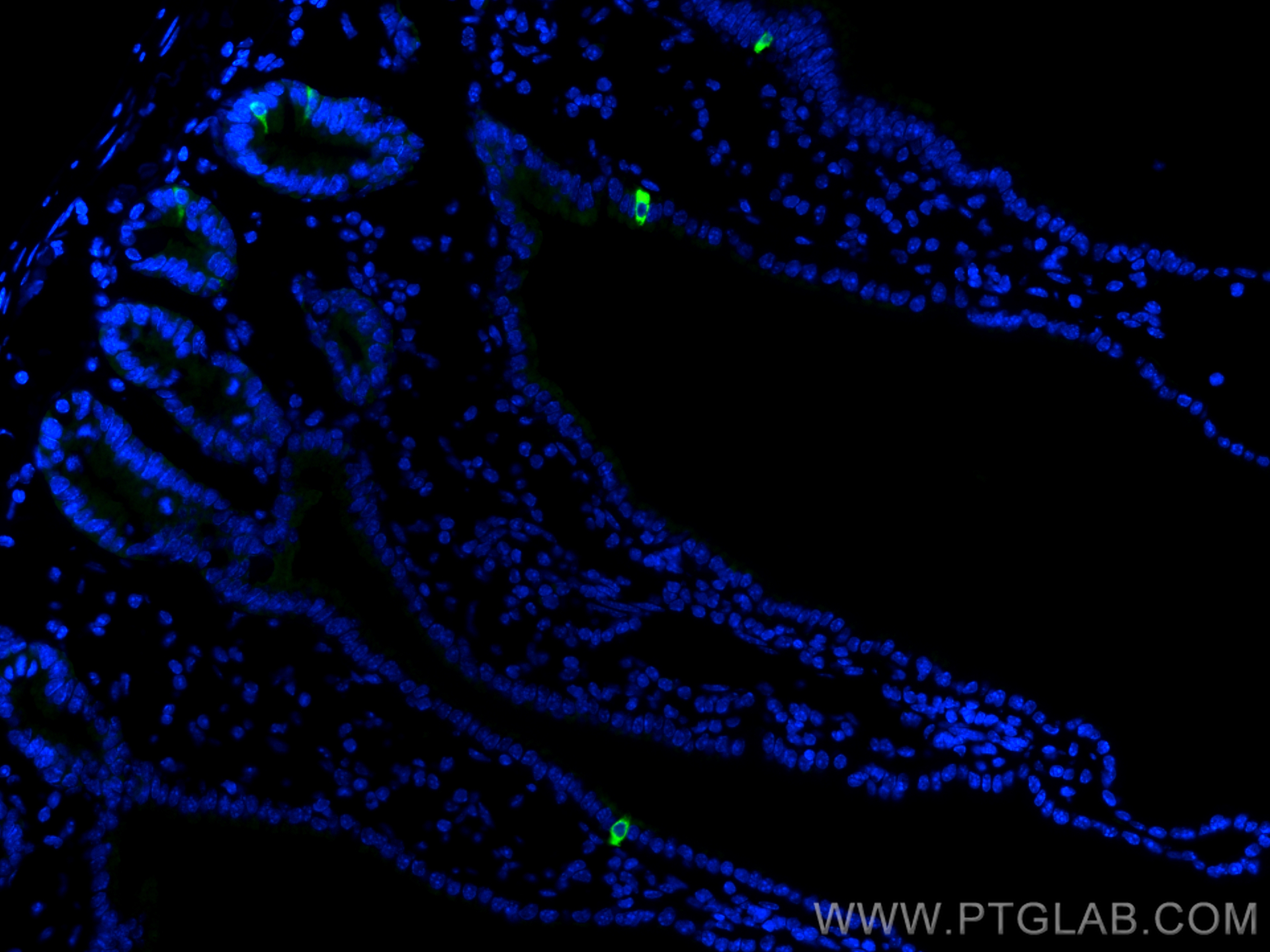 Immunofluorescence (IF) / fluorescent staining of mouse small intestine tissue using Chromogranin A Polyclonal antibody (23342-1-AP)