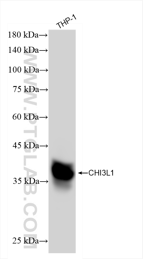 Western Blot (WB) analysis of THP-1 cells using CHI3L1 Recombinant antibody (83685-4-RR)