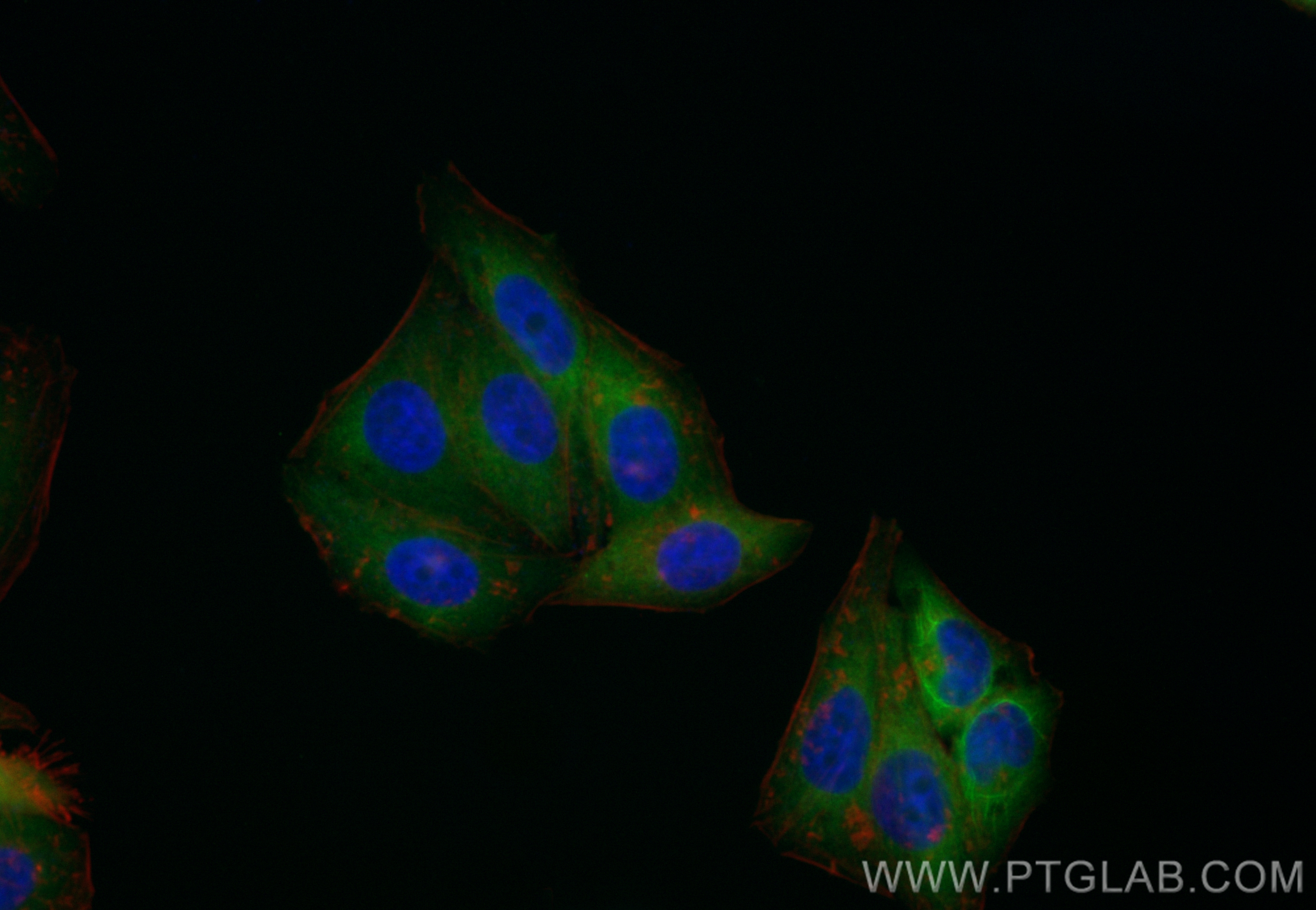 Immunofluorescence (IF) / fluorescent staining of HepG2 cells using CoraLite® Plus 488-conjugated CHMP2B Polyclonal an (CL488-12527)