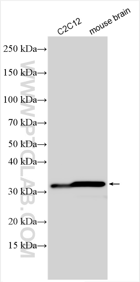 Western Blot (WB) analysis of various lysates using CHMP4B Polyclonal antibody (13683-1-AP)