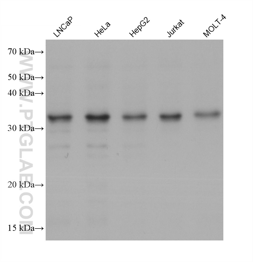 Western Blot (WB) analysis of various lysates using CHMP4B Monoclonal antibody (68811-1-Ig)
