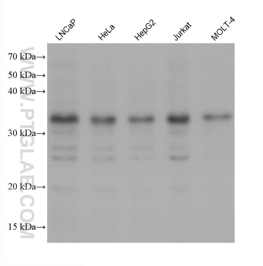 Western Blot (WB) analysis of various lysates using CHMP4B Monoclonal antibody (68811-2-Ig)