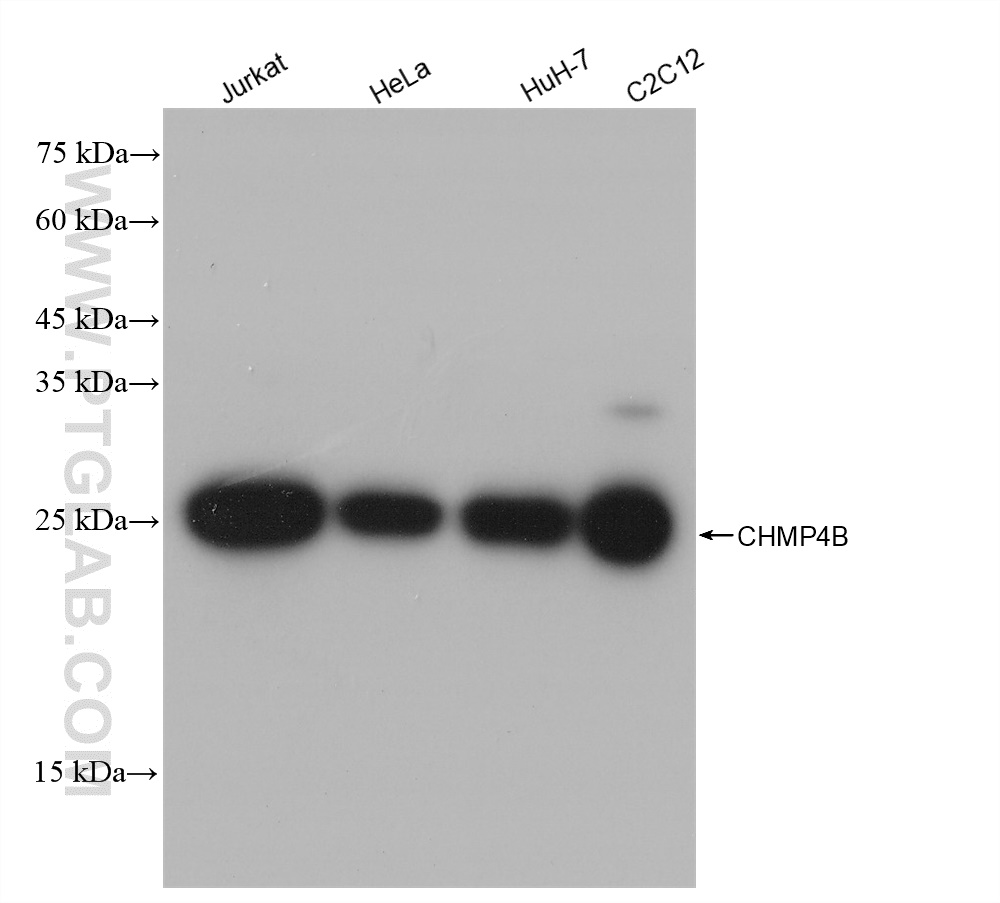 Western Blot (WB) analysis of various lysates using CHMP4B Recombinant antibody (81691-2-RR)