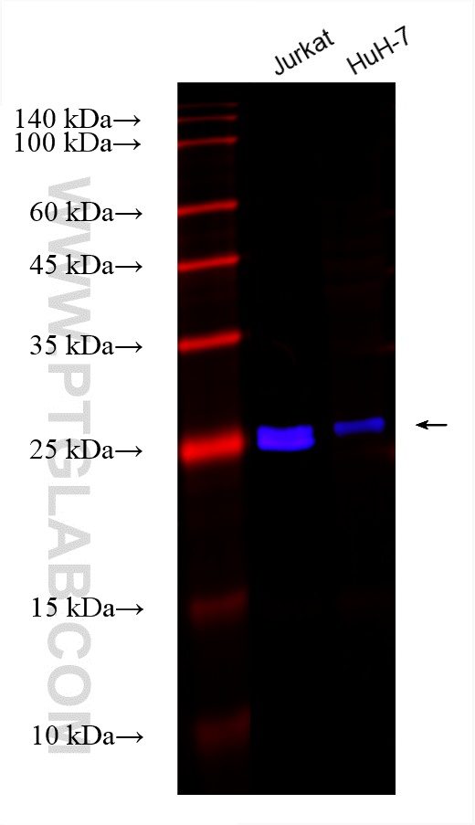 Western Blot (WB) analysis of various lysates using CoraLite® Plus 750-conjugated CHMP4B Recombinant a (CL750-81691-2)