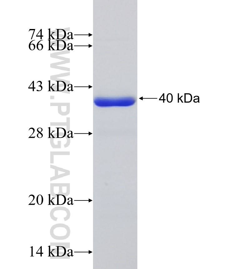 CHMP4B fusion protein Ag33487 SDS-PAGE