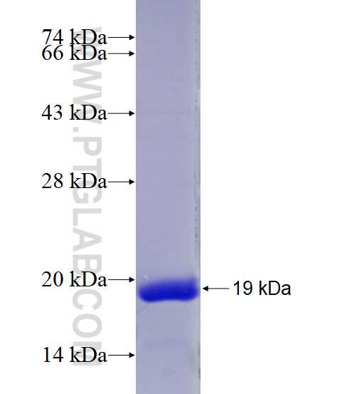 CHRAC1 fusion protein Ag28995 SDS-PAGE