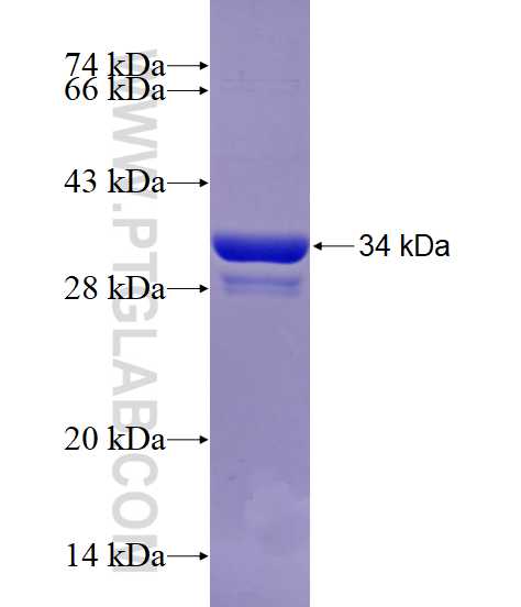 CHRAC1 fusion protein Ag29027 SDS-PAGE