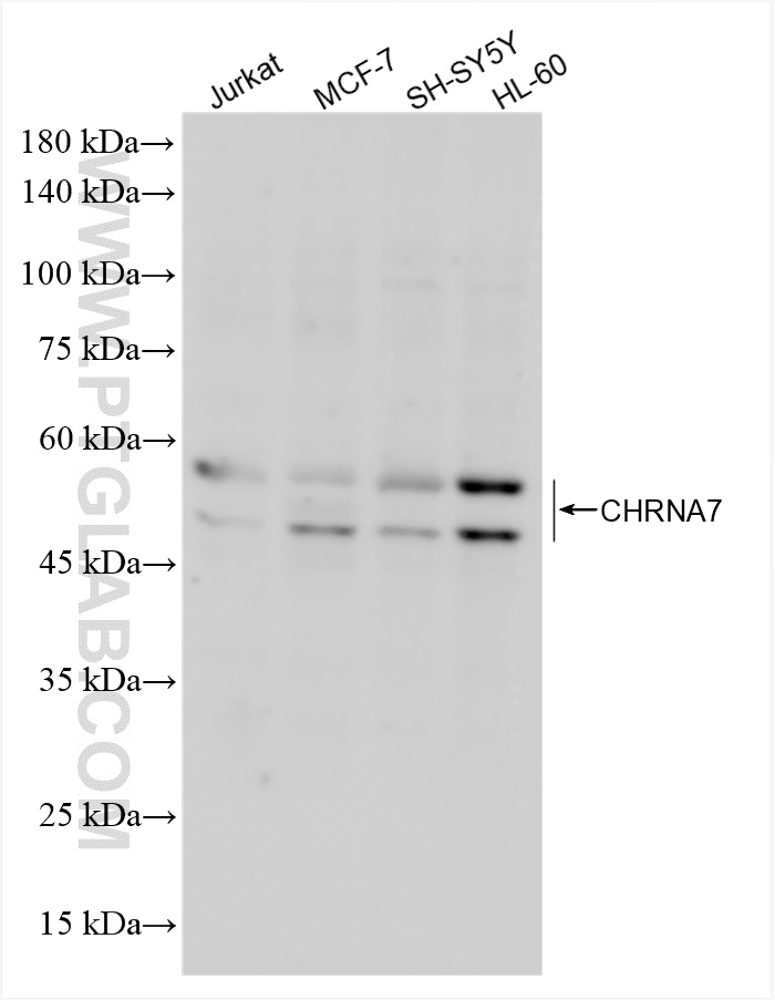 Western Blot (WB) analysis of various lysates using CHRNA7 Recombinant antibody (82848-4-RR)