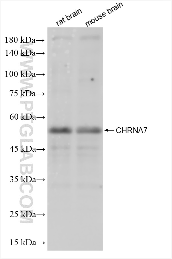 Western Blot (WB) analysis of various lysates using CHRNA7 Recombinant antibody (82848-4-RR)