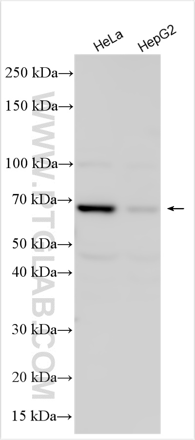 Western Blot (WB) analysis of various lysates using CHRNG Polyclonal antibody (21928-1-AP)