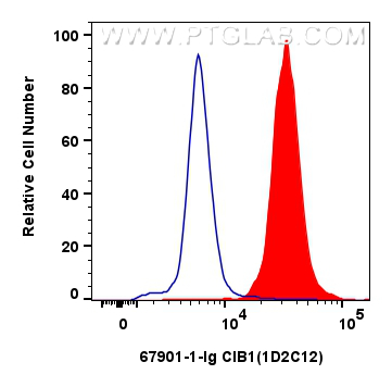 Flow cytometry (FC) experiment of Jurkat cells using CIB1 Monoclonal antibody (67901-1-Ig)