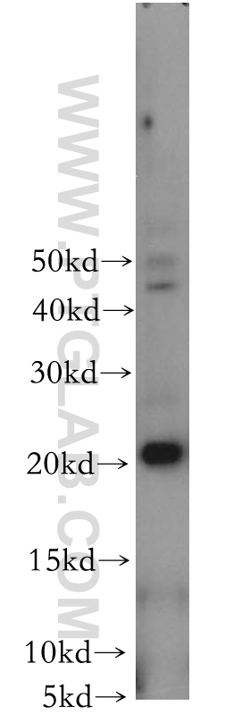 Western Blot (WB) analysis of mouse lung tissue using CIB4 Polyclonal antibody (18840-1-AP)