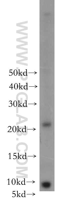 Western Blot (WB) analysis of mouse lung tissue using CIB4 Polyclonal antibody (18840-1-AP)