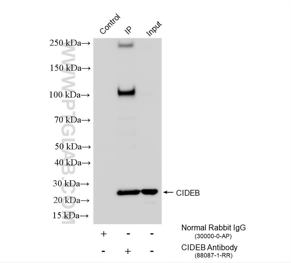 Immunoprecipitation (IP) experiment of HepG2 cells using CIDEB Recombinant monoclonal antibody (88087-1-RR)