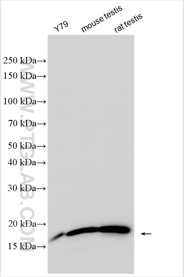 Western Blot (WB) analysis of various lysates using CIRBP Polyclonal antibody (10209-2-AP)