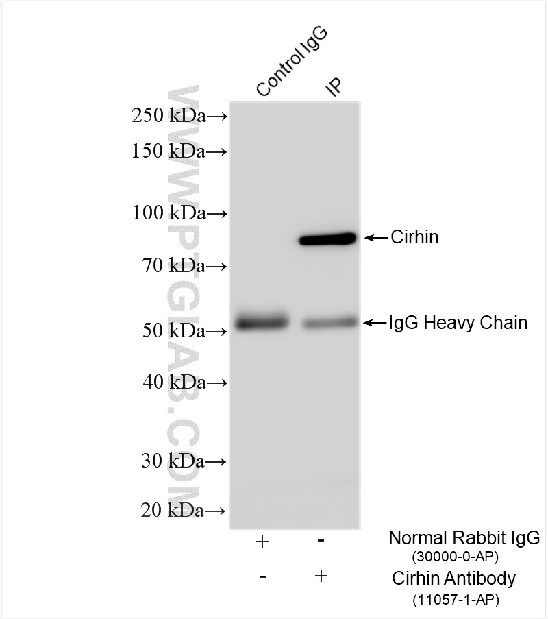 Immunoprecipitation (IP) experiment of HepG2 cells using Cirhin Polyclonal antibody (11057-1-AP)