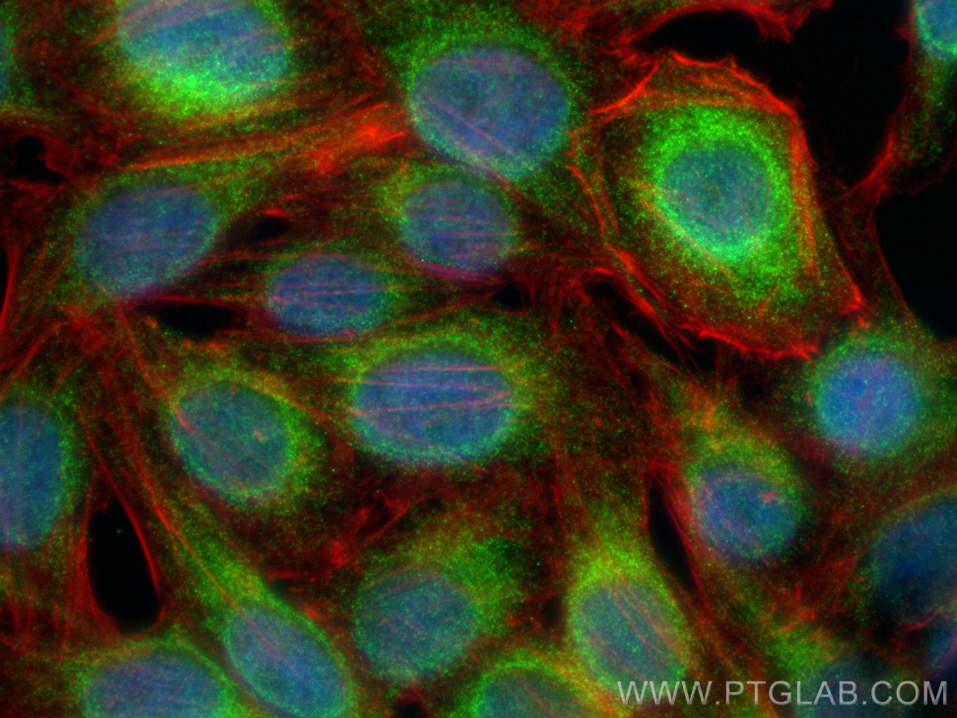 Immunofluorescence (IF) / fluorescent staining of HepG2 cells using CISD2 Recombinant antibody (82802-10-RR)