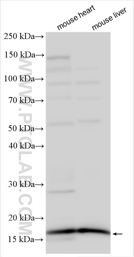 Western Blot (WB) analysis of various lysates using CISD3 Polyclonal antibody (30480-1-AP)