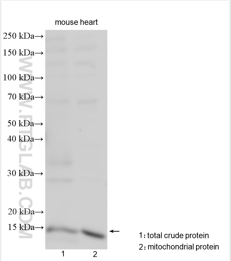 Western Blot (WB) analysis of various lysates using CISD3 Polyclonal antibody (30480-1-AP)