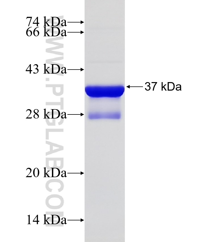 CISD3 fusion protein Ag32754 SDS-PAGE