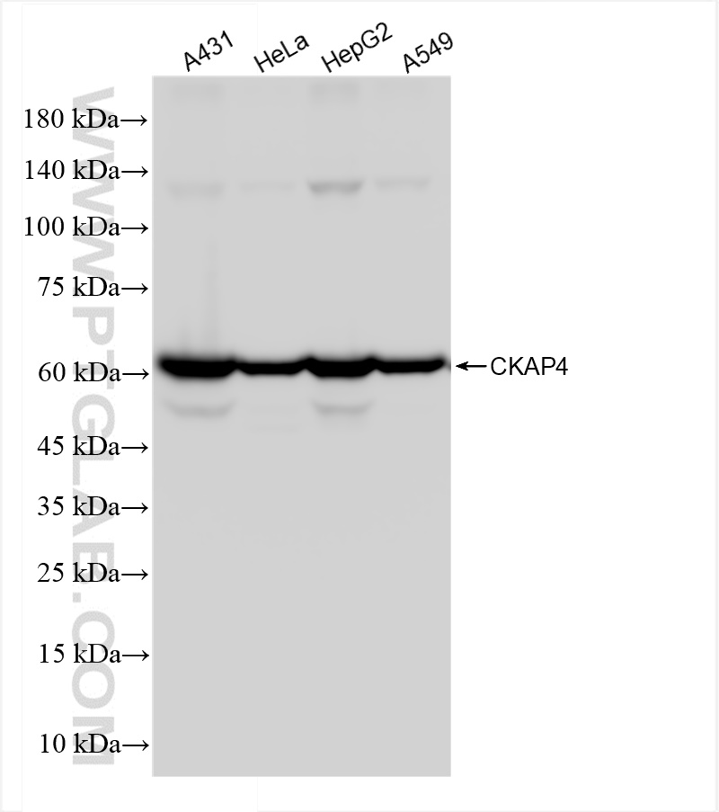 Western Blot (WB) analysis of various lysates using CKAP4 Recombinant antibody (84485-4-RR)