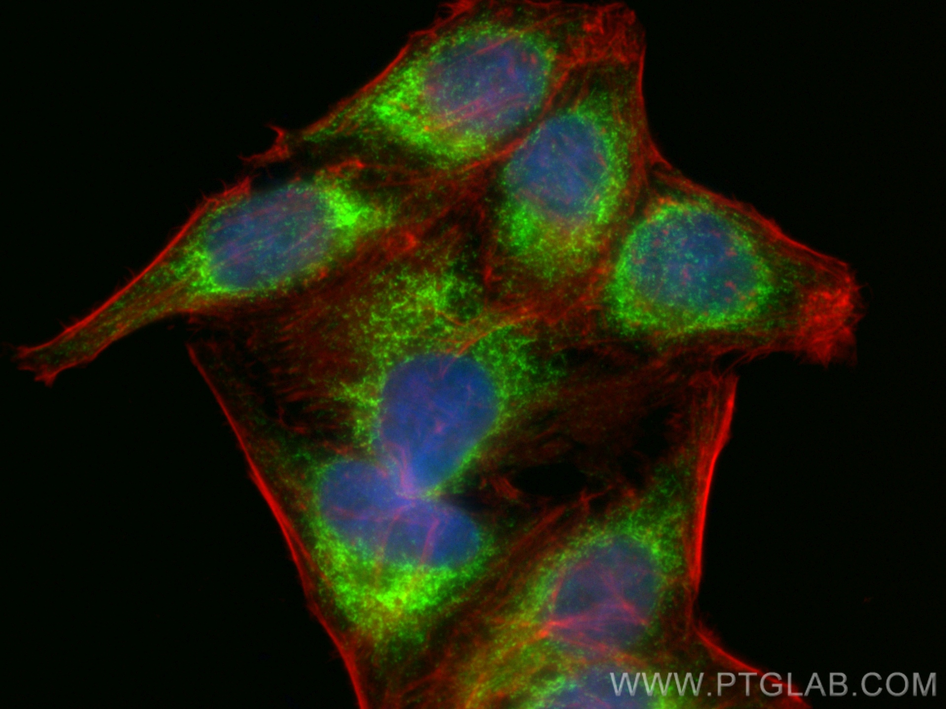 Immunofluorescence (IF) / fluorescent staining of HepG2 cells using CoraLite® Plus 488-conjugated CKAP4 Polyclonal ant (CL488-16686)