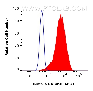 Flow cytometry (FC) experiment of HeLa cells using CKB Recombinant antibody (83522-5-RR)