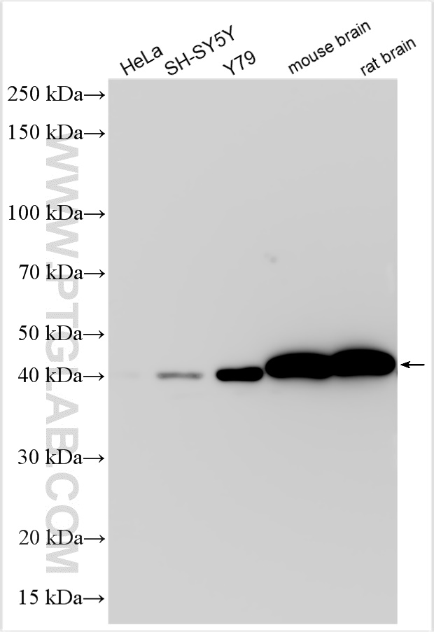 Western Blot (WB) analysis of various lysates using CKB Recombinant antibody (83522-5-RR)