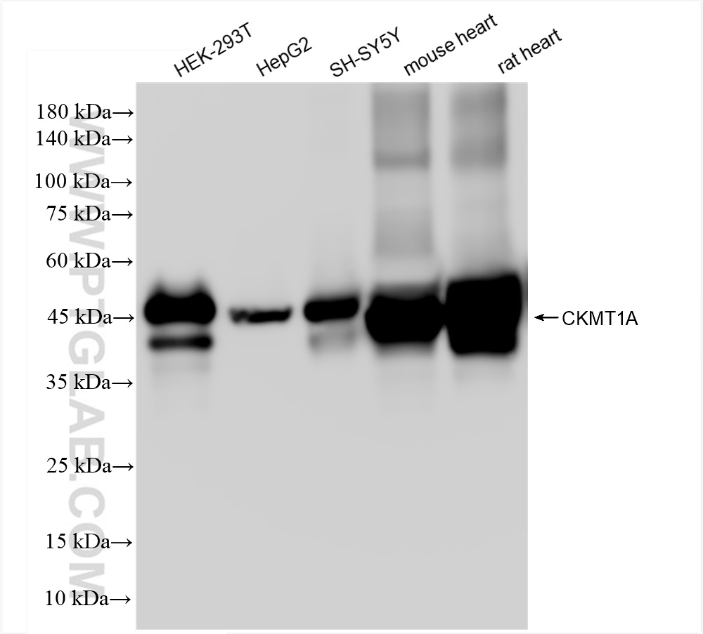 Western Blot (WB) analysis of various lysates using CKMT1A Recombinant antibody (83750-4-RR)