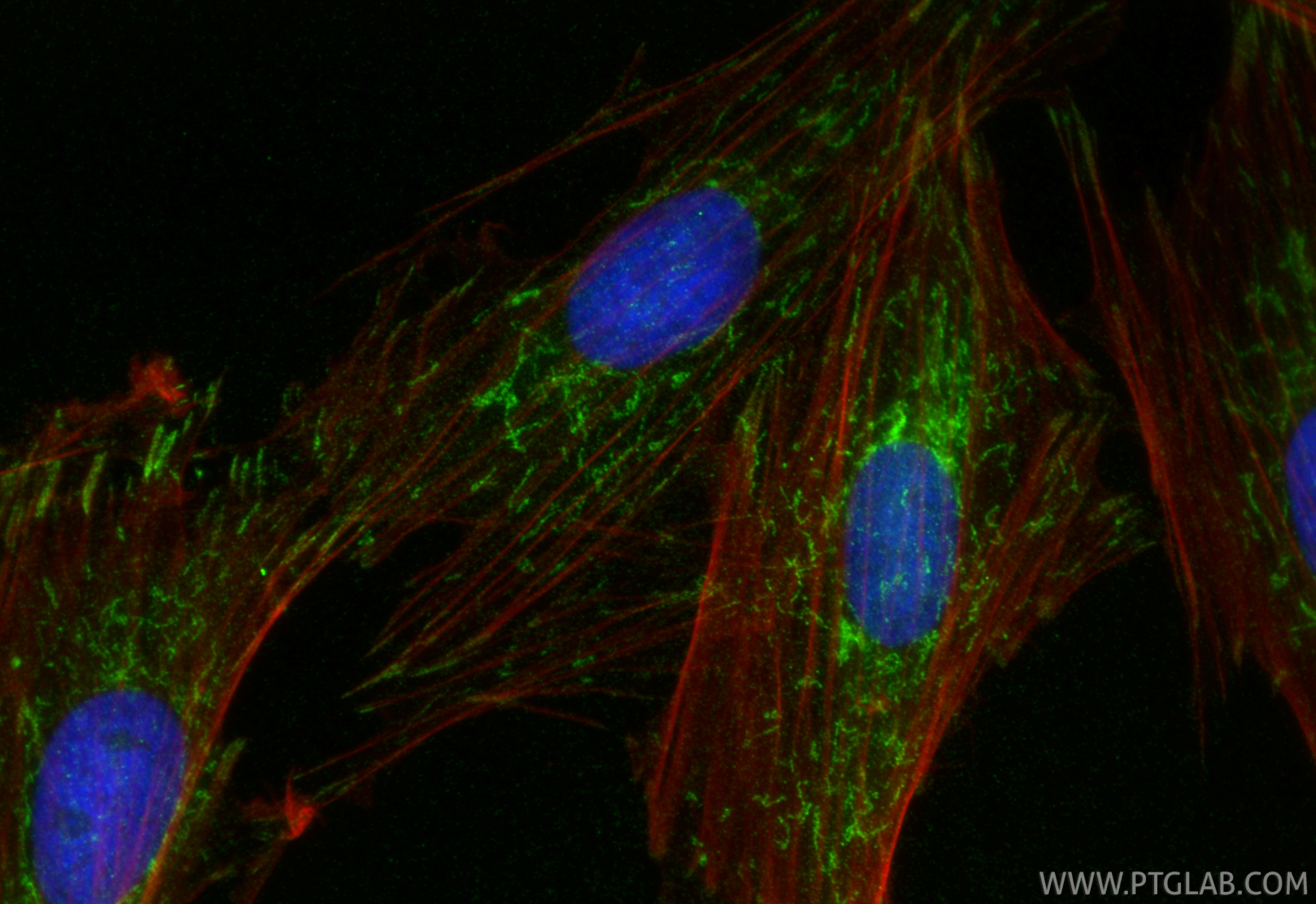Immunofluorescence (IF) / fluorescent staining of H9C2 cells using CKMT2 Polyclonal antibody (13207-1-AP)
