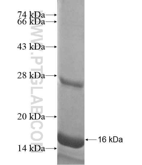 CLC fusion protein Ag18668 SDS-PAGE