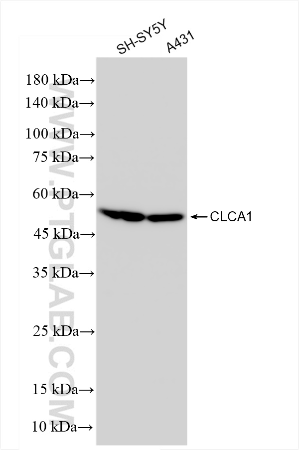 Western Blot (WB) analysis of various lysates using CLCA1 Recombinant antibody (83829-7-RR)