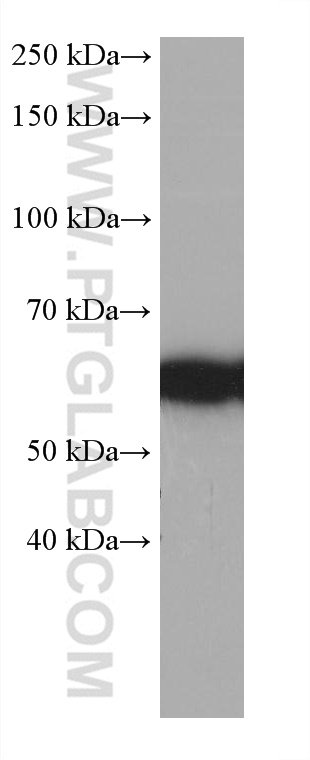 Western Blot (WB) analysis of hTERT-RPE1 cells using CLCC1 Monoclonal antibody (68853-7-Ig)