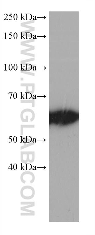 Western Blot (WB) analysis of COLO 320 cells using CLCC1 Monoclonal antibody (68853-7-Ig)