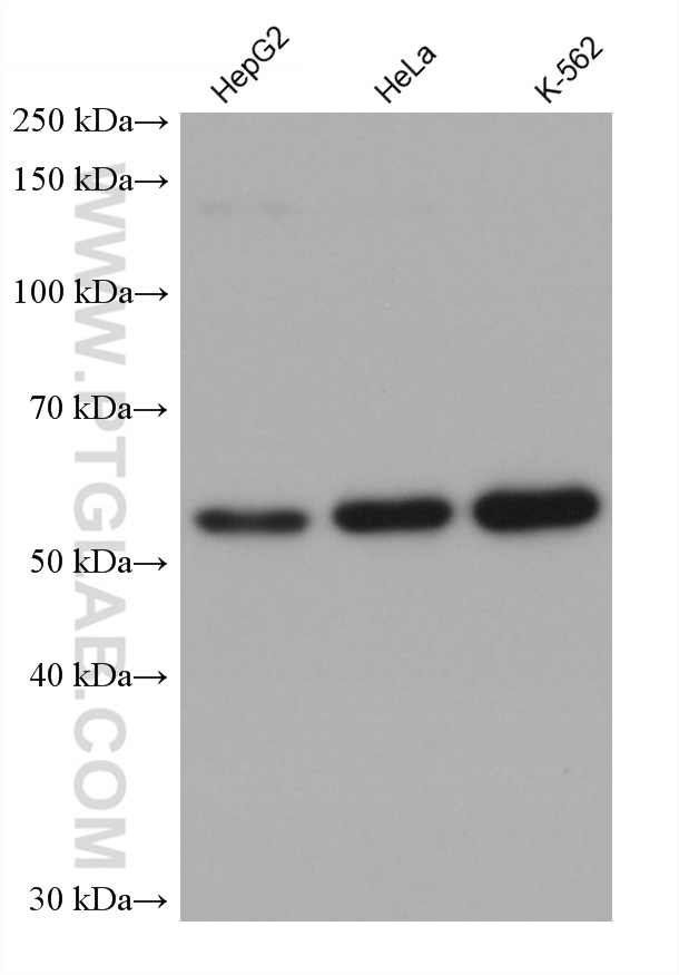 Western Blot (WB) analysis of various lysates using CLCC1 Monoclonal antibody (68853-7-Ig)