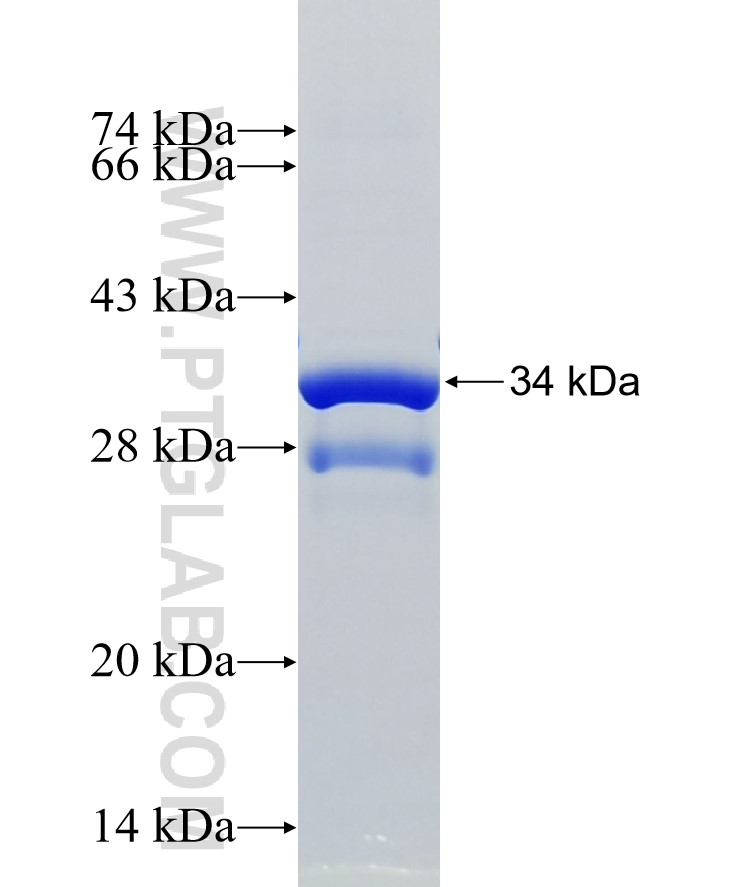 CLDN18 fusion protein Ag34049 SDS-PAGE