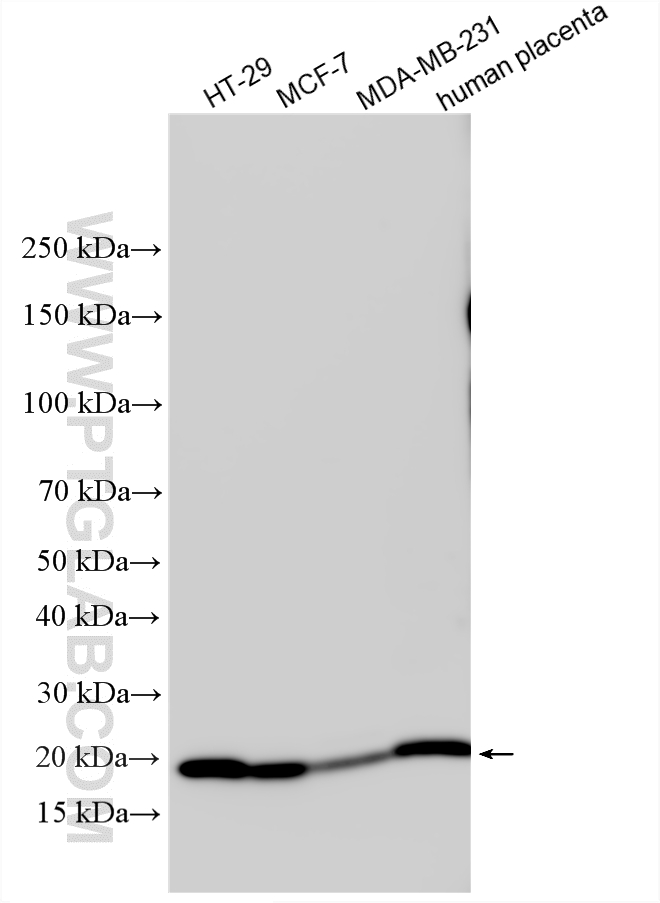Western Blot (WB) analysis of various lysates using Claudin 4-specific Polyclonal antibody (16195-1-AP)
